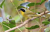 Bahama Yellowthroat